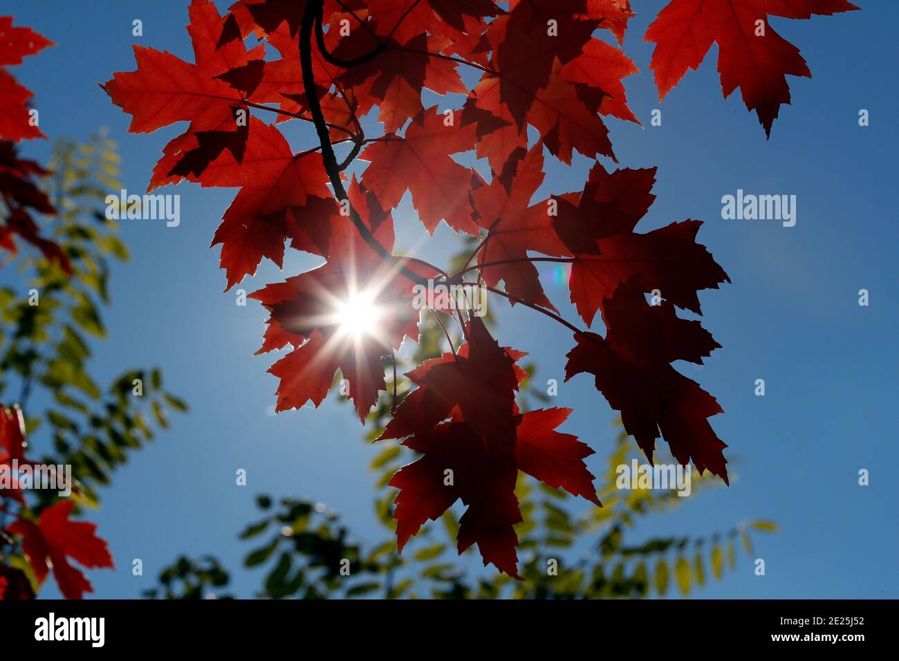 Ahornbaum mit roten Herbstblättern. Frankreich. Stockfoto