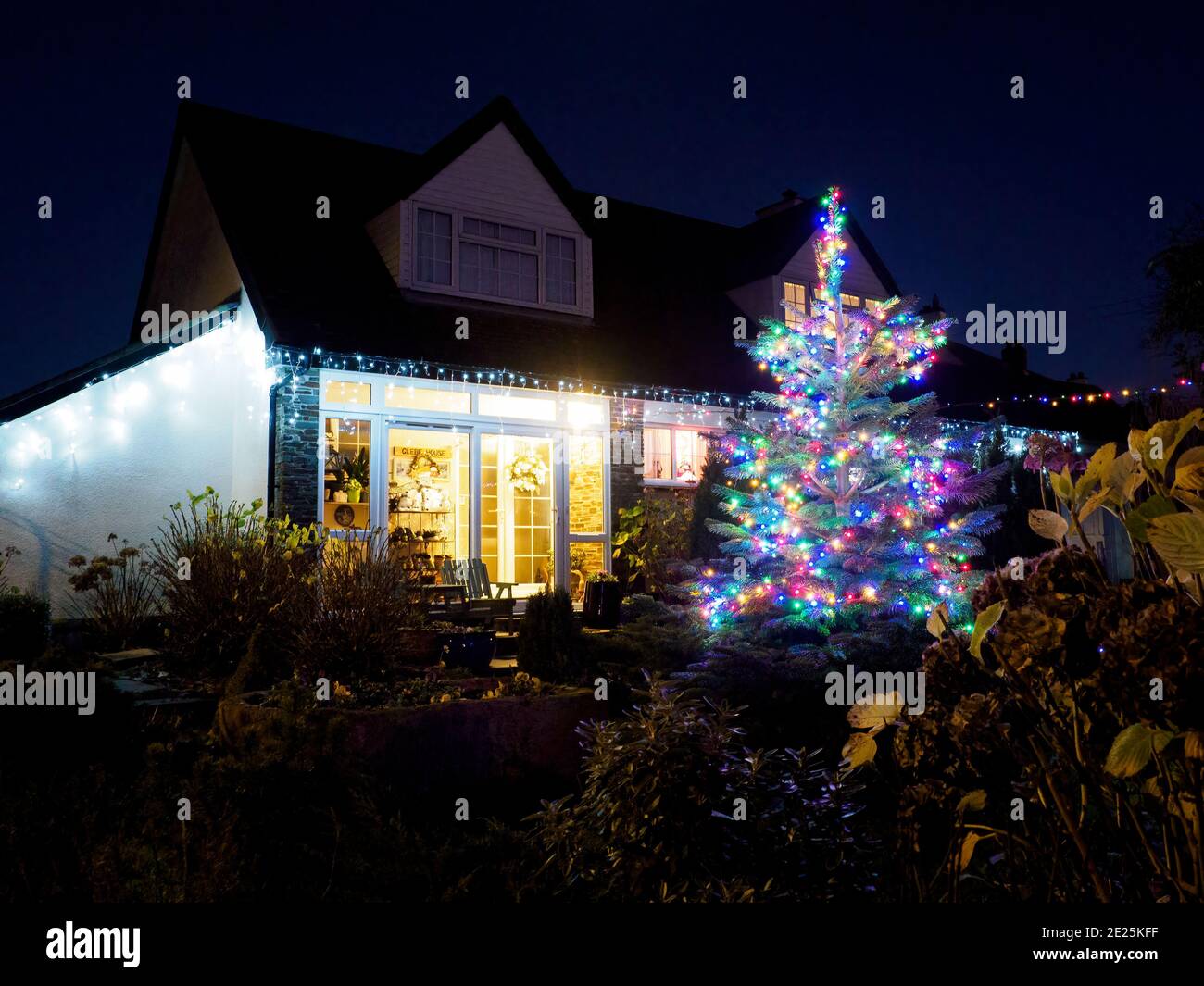 Weihnachtsbaum im Vorgarten eines Hauses, Devon, Großbritannien Stockfoto