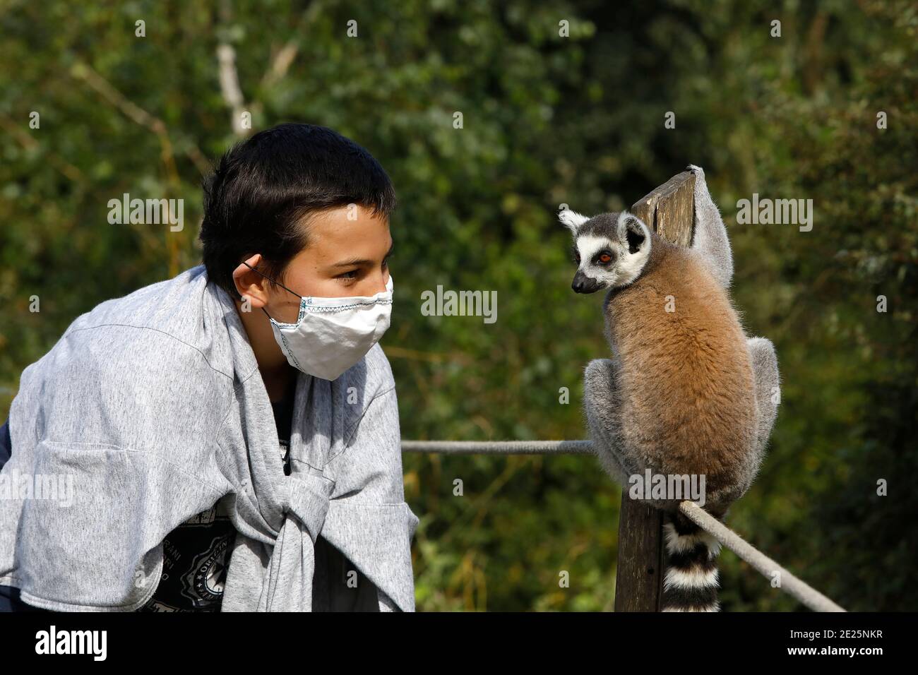 Junge beim Blick auf eine Maki Catta (LEMUR CATTA) im Zoo Thoiry, Frankreich Stockfoto