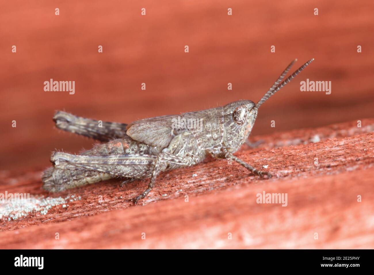 Grasshopper Nymphe oder Instar (Chorthippus sp) Stockfoto