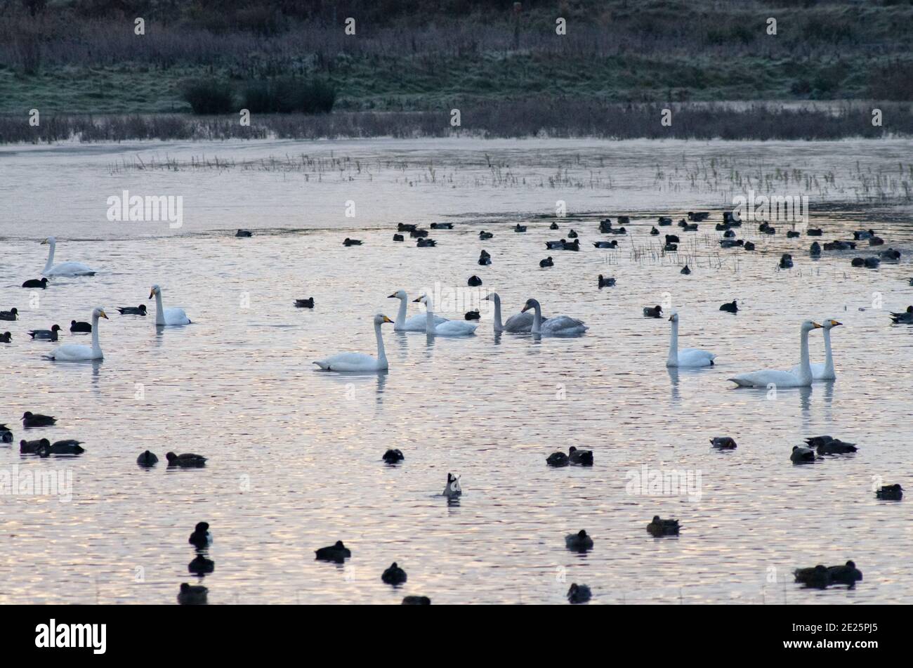 Erste Ampel bei North Cave Wetlands Stockfoto