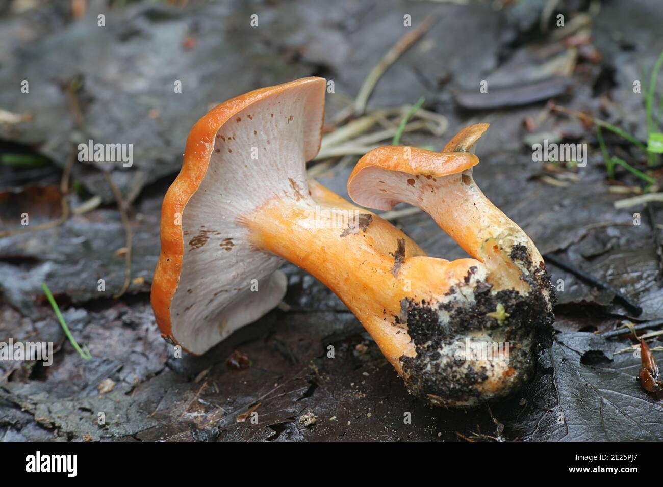 Hypomyces lateritius, bekannt als Ocher Gillgobbler, ein parasitärer Pilz, der auf Lactarius deterrimus, dem falschen Safranmilkcap oder Orangenmilkcap, wächst Stockfoto