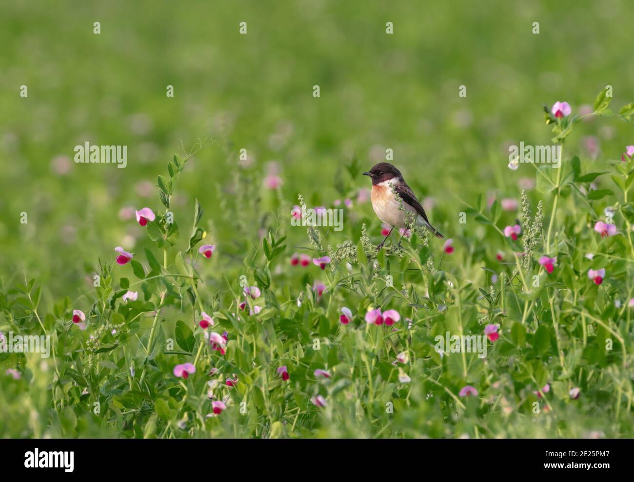 Vogel und Blume mit grünem Hintergrund Stock Foto. Stockfoto