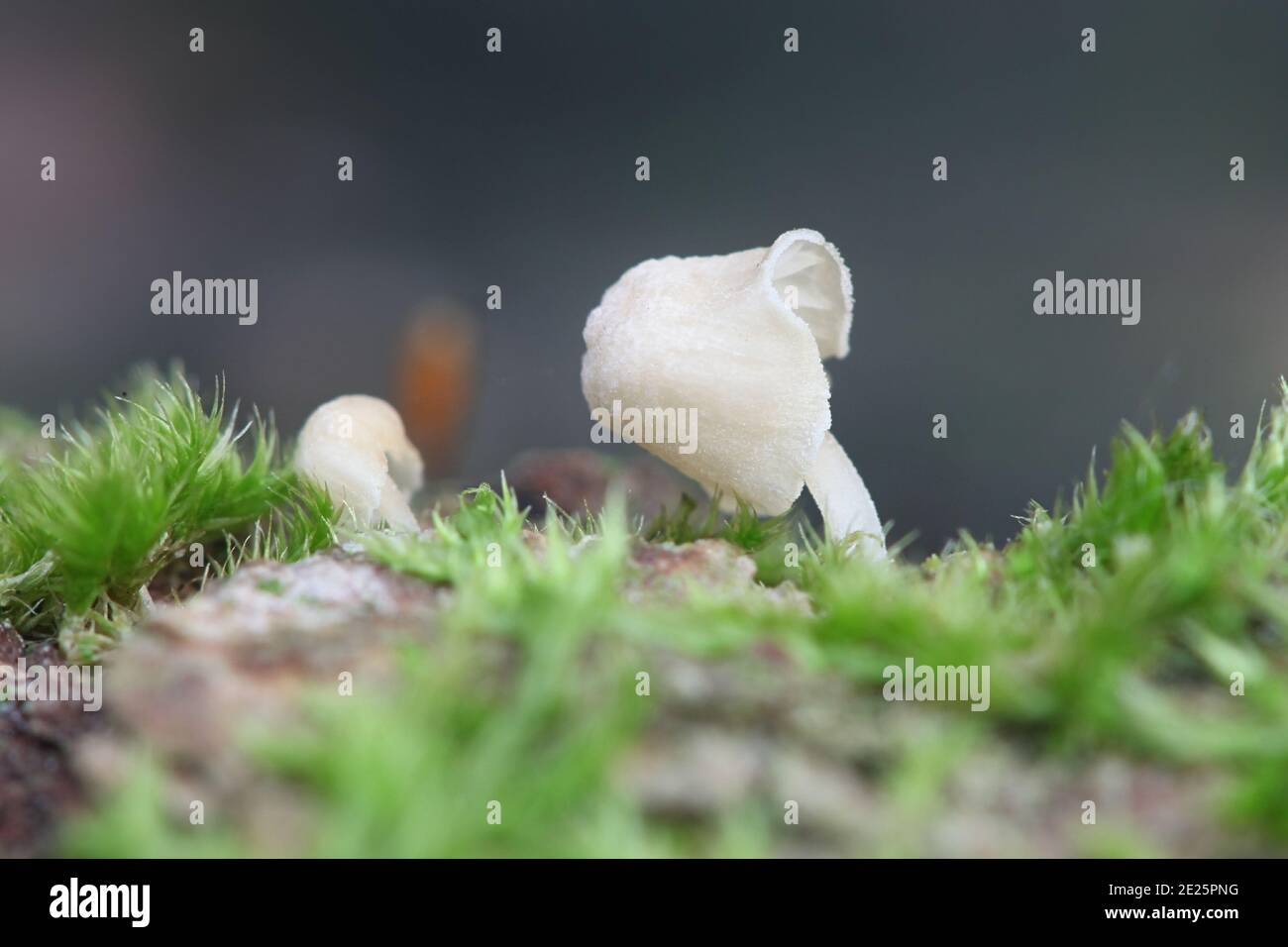 Mycena alba, auch bekannt als Phloeomana alba, Elfenbeinhaube, Wildpilz aus Finnland Stockfoto