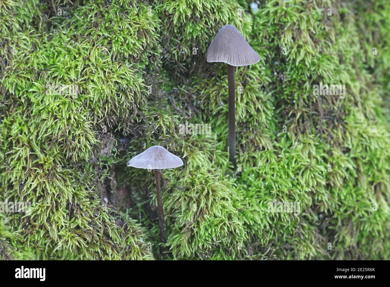 Mycena polygramma, die gerillte Haube, wilder Pilz aus Finnland Stockfoto