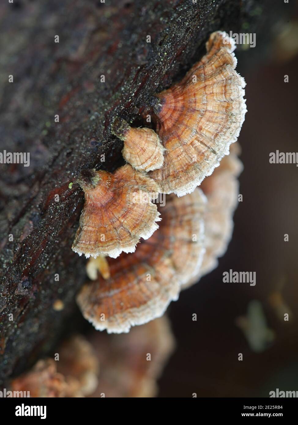 Stereum sanguinolentum, bekannt als blutende Nadelkruste, wilder Pilz aus Finnland Stockfoto
