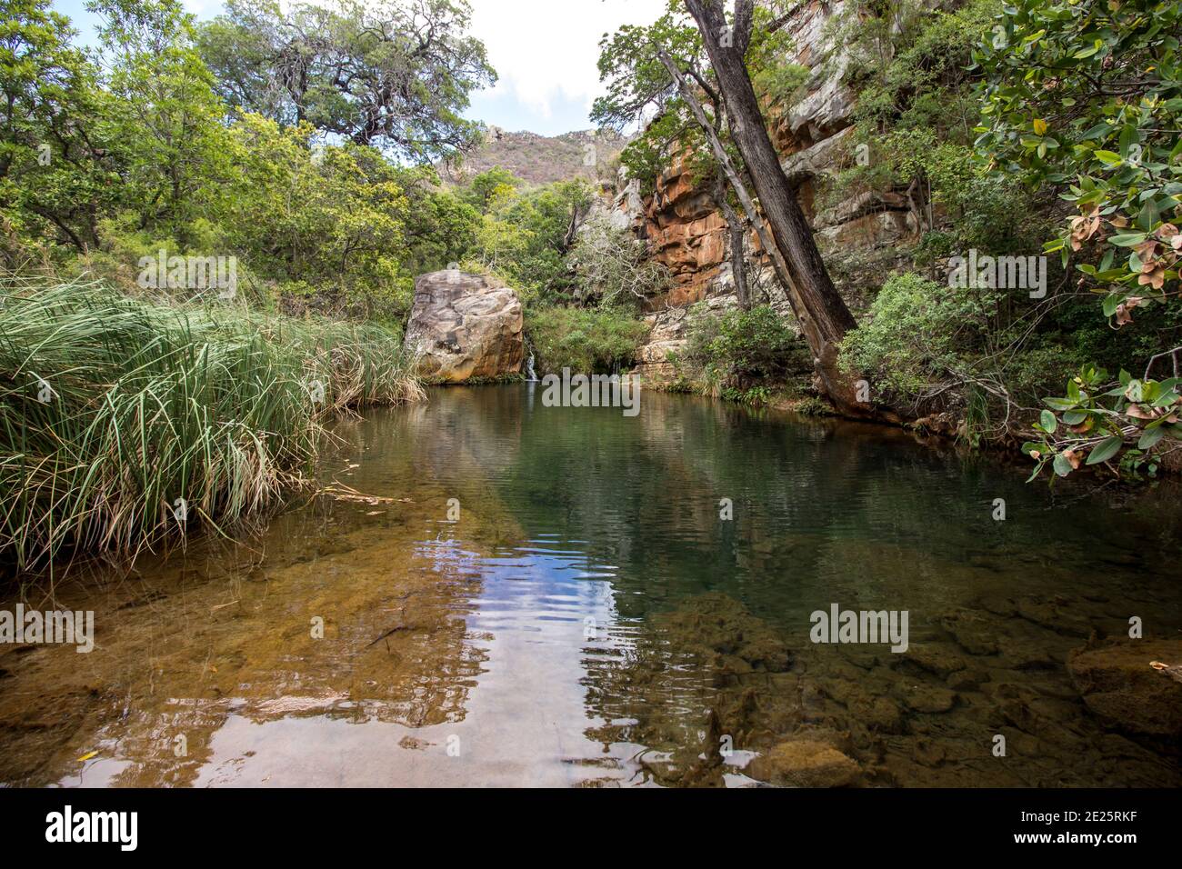 Ein tiefes blaues Becken im Kadishi River, (Blydepoort Canyon, Südafrika) in einem Gebiet, wo es eine Pause im Vordach gibt, die Schilf nach flou erlaubt Stockfoto