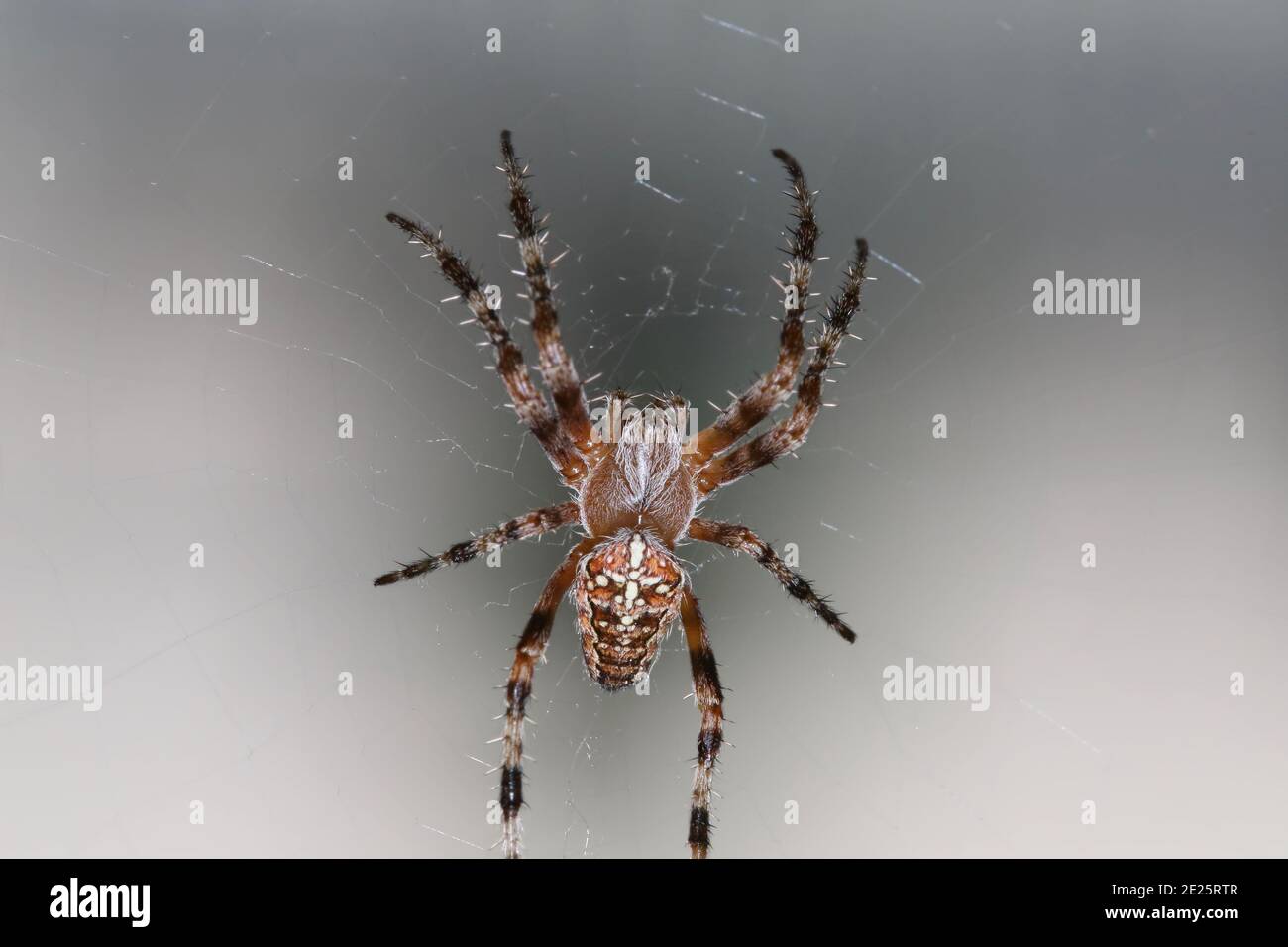 Spinne im Netz Stockfoto