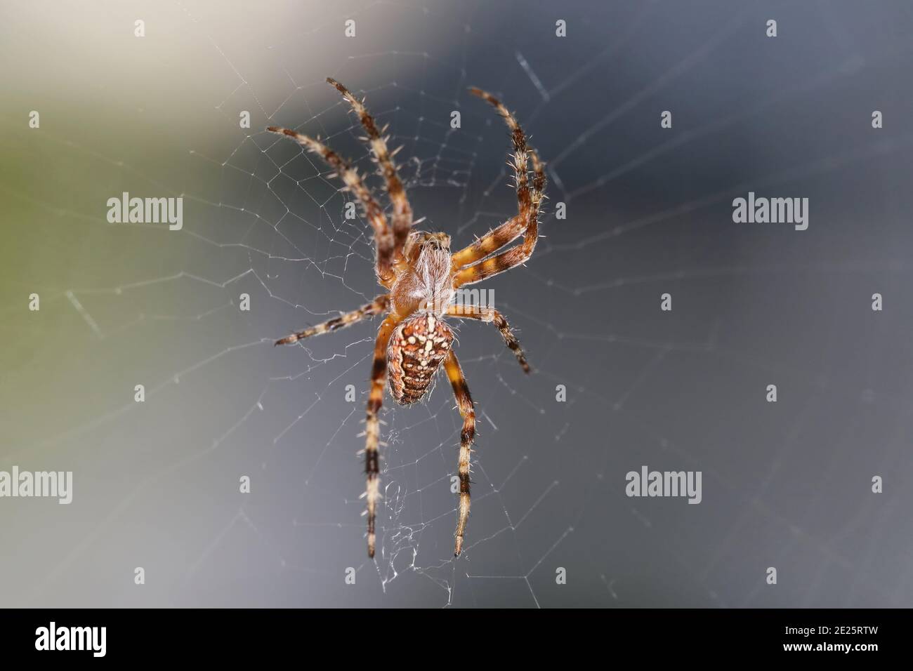 Spinne im Netz Stockfoto