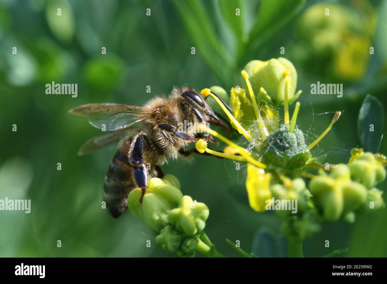 Honigbiene auf Blume Stockfoto