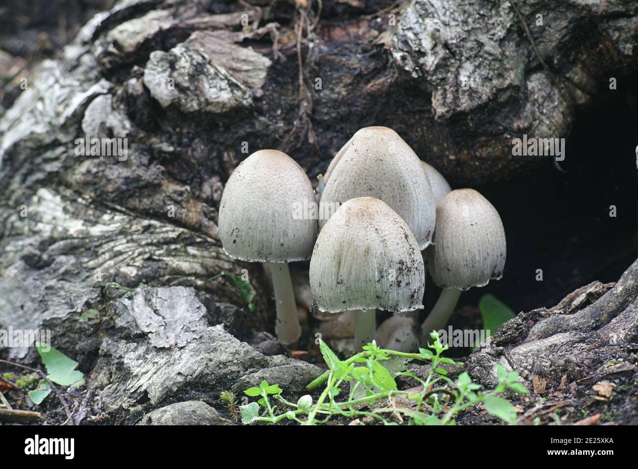 Gewöhnlicher Tintendeckel, Coprinopsis atramentaria, auch bekannt als gewöhnlicher Tintendeckel oder Tippler's bane, wilder Pilz aus Finnland Stockfoto