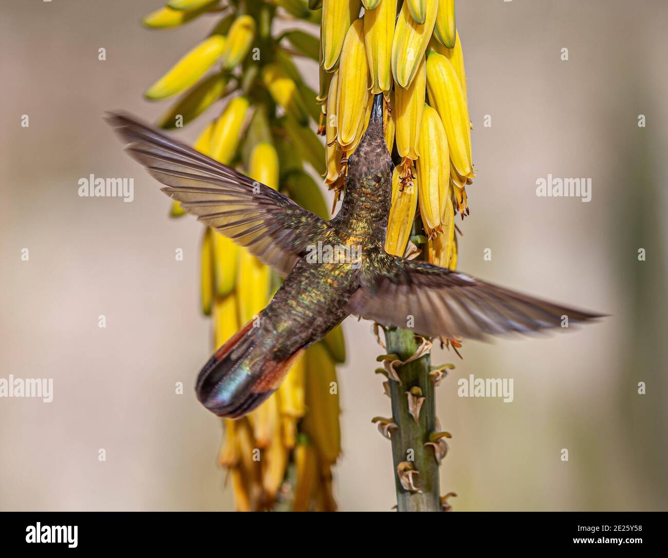 ruby-topaz Kolibri, Chrysolampis mosquitus, allgemein einfach als Rubin Topas bezeichnet, ist ein kleiner Vogel, der in den Kleinen Antillen brütet Stockfoto