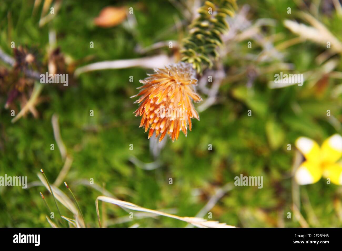 Die Chuquiraga Jussieui Blume der Anden in Ecuador Stockfoto