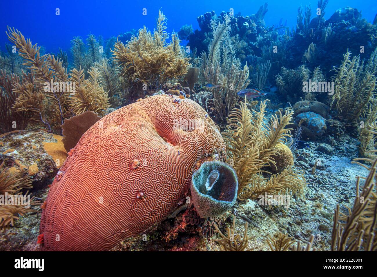 Karibisches Korallenriff vor der Küste der Insel Roatan Stockfoto