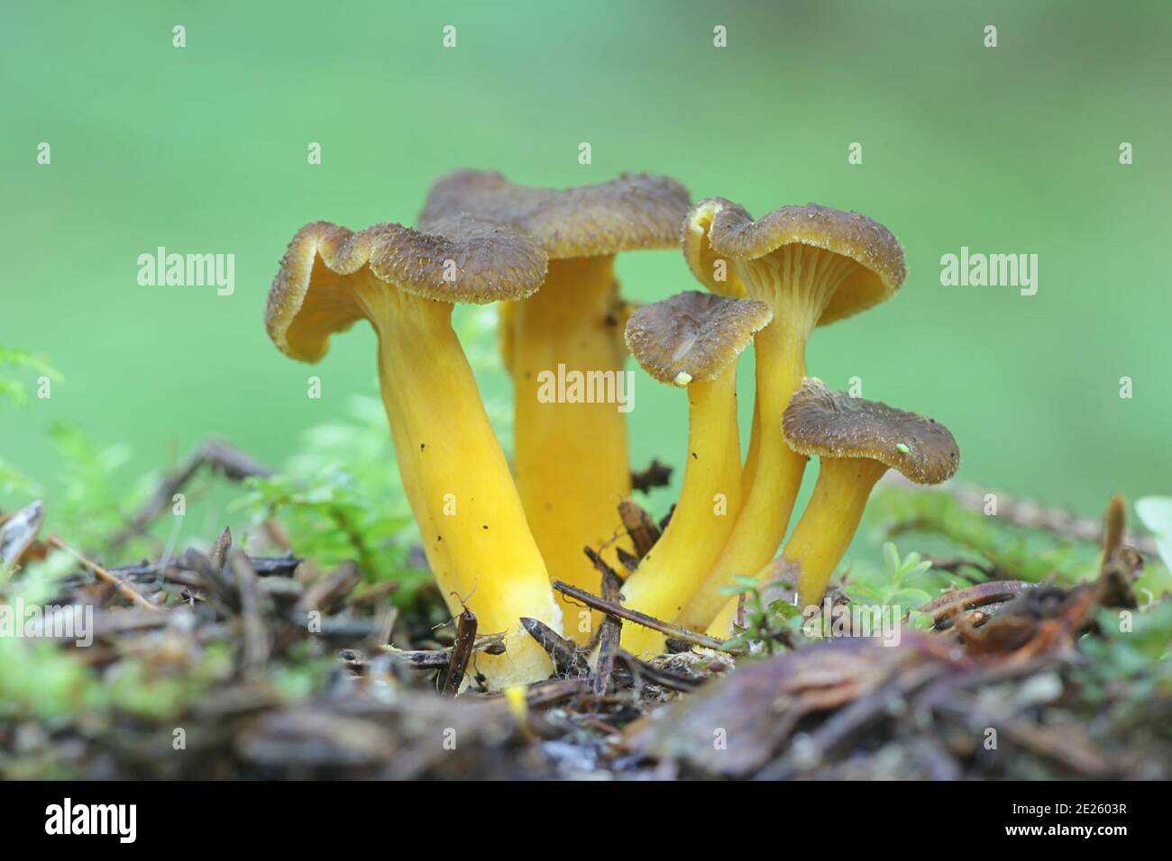 Craterellus tubaeformis (Cantharellus tubaeformis), bekannt als Gelbfußpilz, Winterpilz oder Trompete-Pfifferlinge, wilder essbarer Pilz aus Finnland Stockfoto