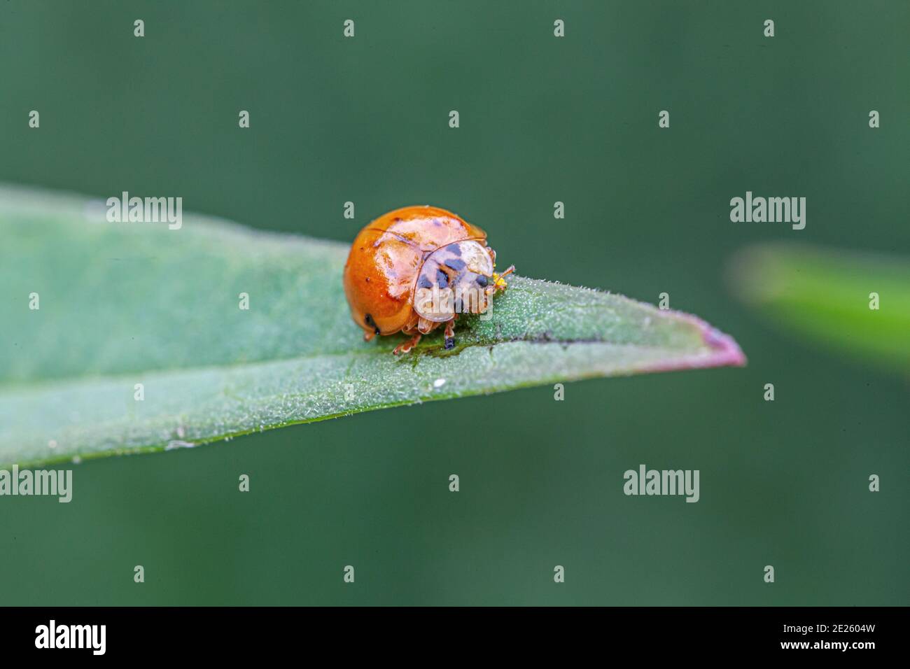 Coccinellidae ist eine weit verbreitete Familie kleiner Käfer, die allgemein als Marienkäfer bekannt ist. Stockfoto