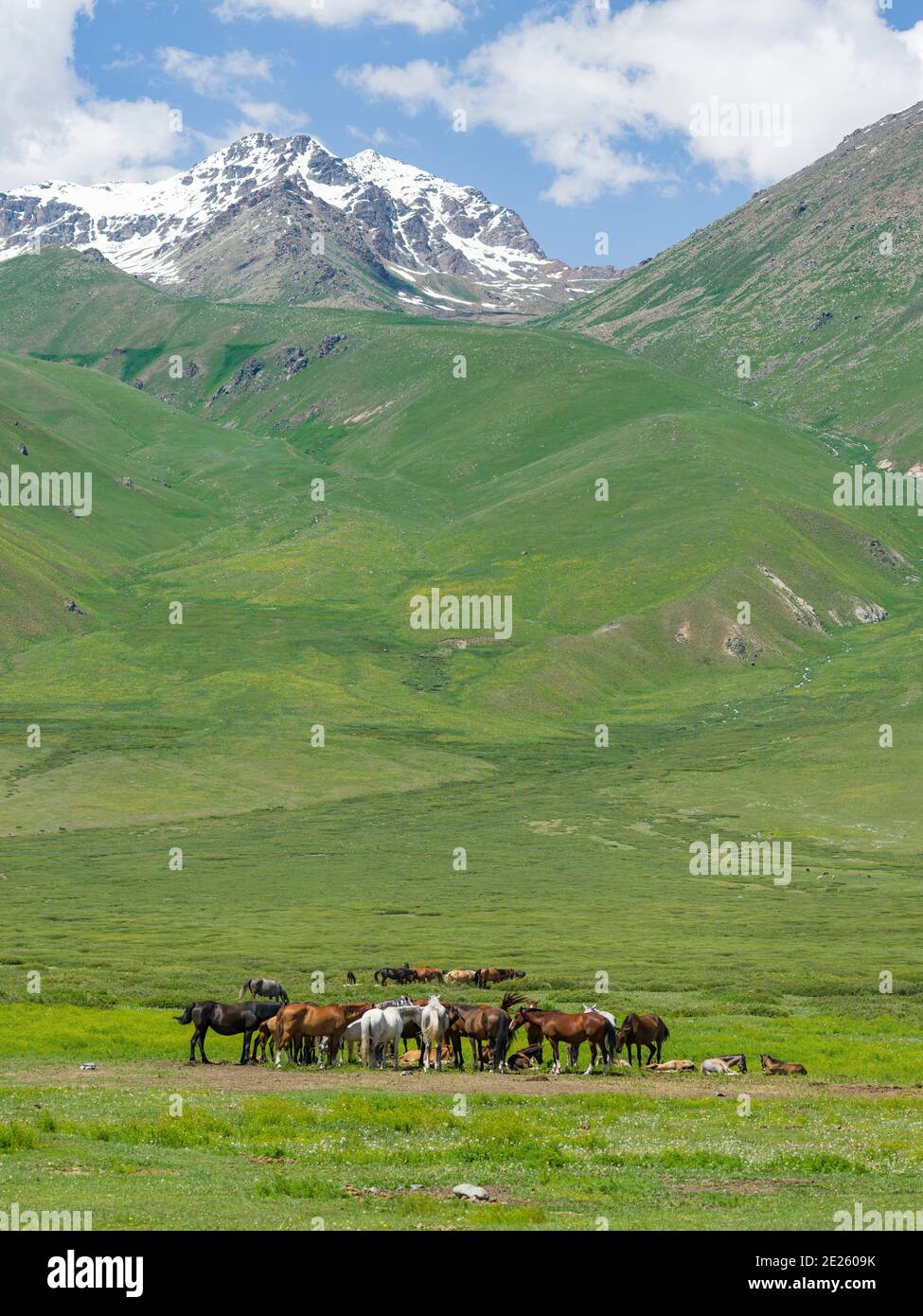 Pferde auf der Sommerweide. Die Suusamyr Ebene, ein Hochtal in den Tien Shan Bergen. Asien, Zentralasien, Kirgisistan Stockfoto