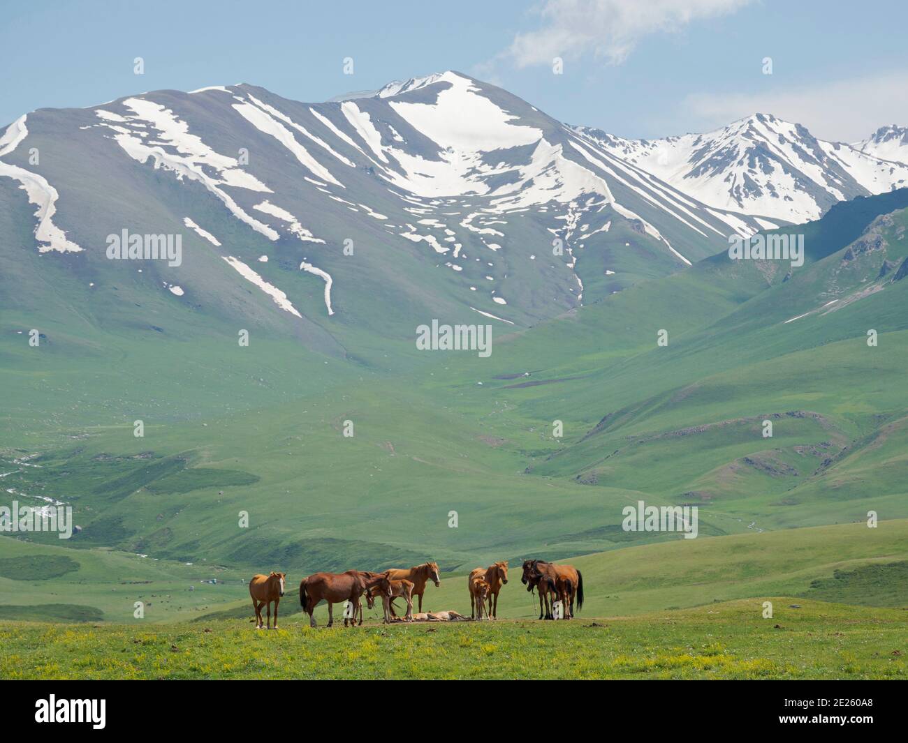 Pferde auf der Sommerweide. Die Suusamyr Ebene, ein Hochtal in den Tien Shan Bergen. Asien, Zentralasien, Kirgisistan Stockfoto