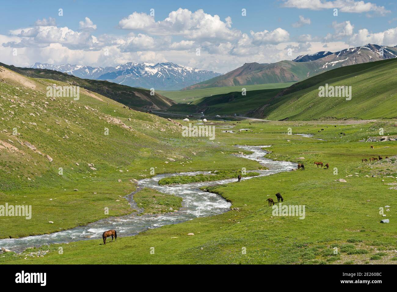 Pferde auf der Sommerweide. Die Suusamyr Ebene, ein Hochtal in den Tien Shan Bergen. Asien, Zentralasien, Kirgisistan Stockfoto