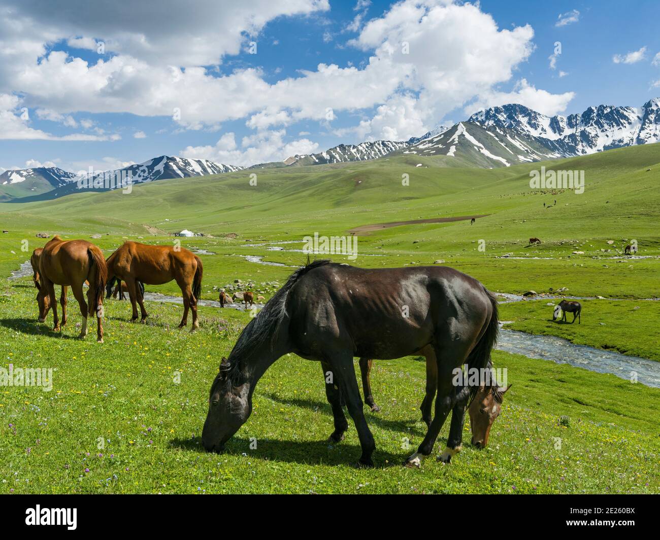 Pferde auf der Sommerweide. Die Suusamyr Ebene, ein Hochtal in den Tien Shan Bergen. Asien, Zentralasien, Kirgisistan Stockfoto