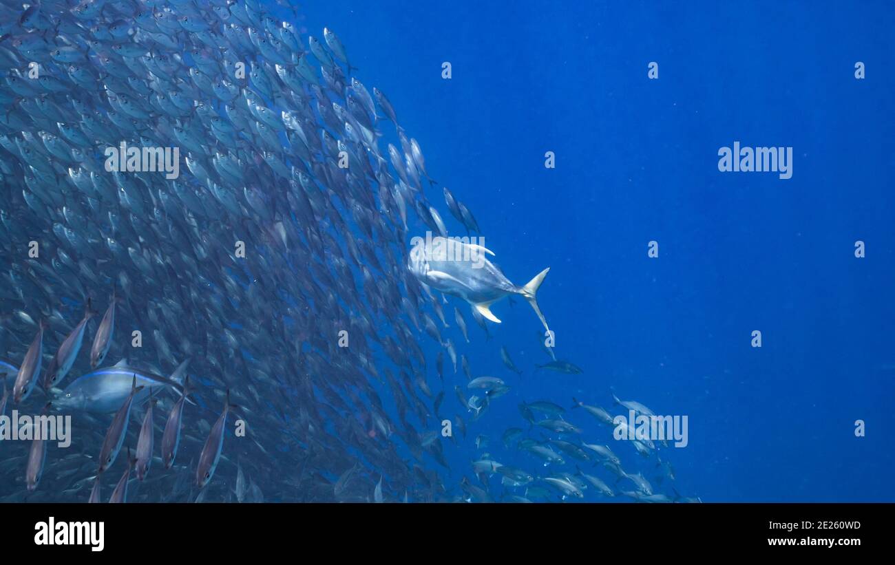 Jagd Horse-Eye Jack in Köder Ball, Schule von Fischen in türkisfarbenem Wasser von Korallenriff in der Karibik, Curacao Stockfoto