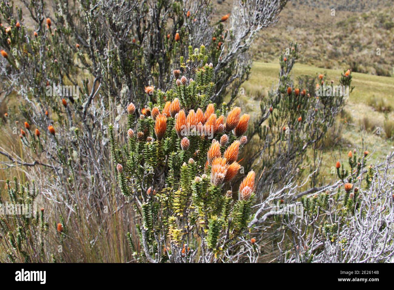 Die Chuquiraga Jussieui Blume der Anden in Ecuador Stockfoto
