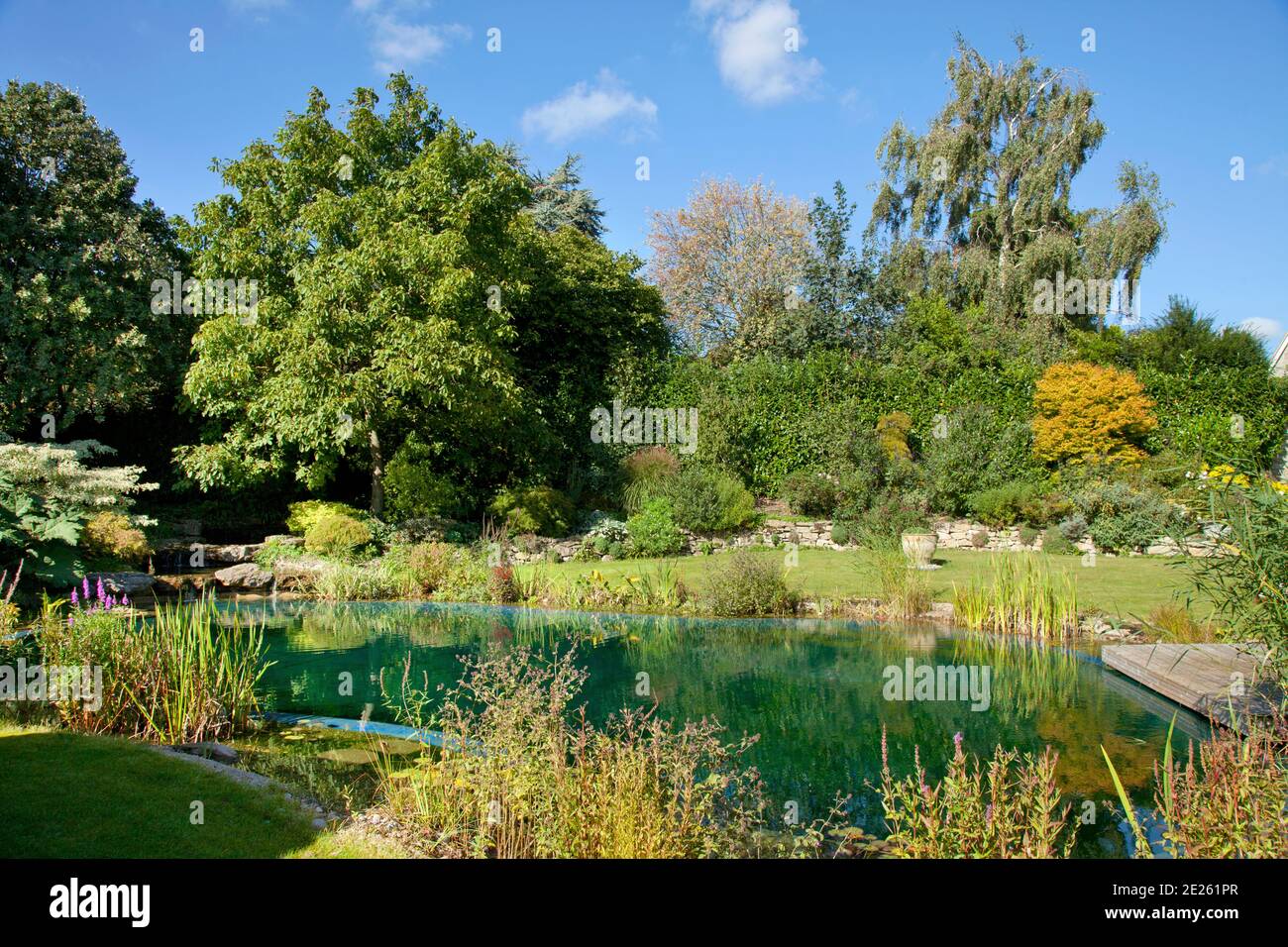 Schwimmteich oder Naturpool, im privaten Garten mit Rasen und Bäumen Stockfoto
