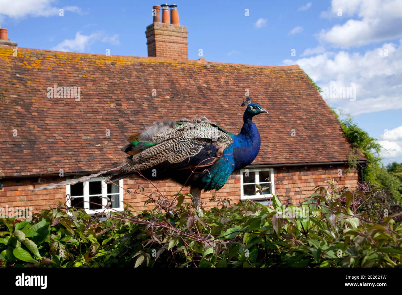 Farbenfrohe Pfauenmännchen stehen auf Hecke vor rot gefliesten Hütte Stockfoto