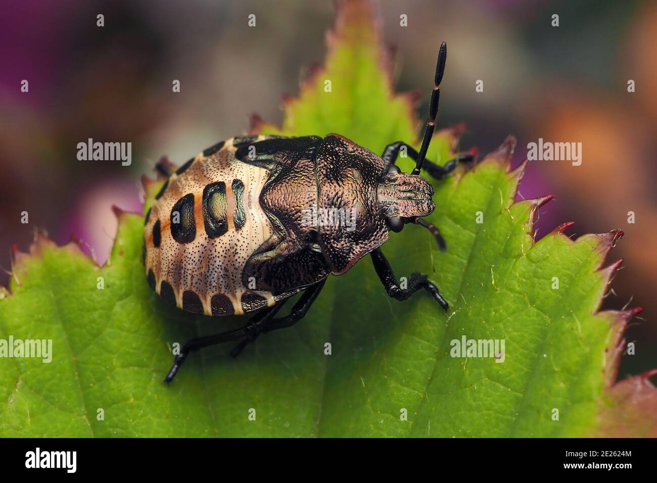 Heather Shieldbug Nymphe (Rhacognathus punctatus) auf Brambleaf