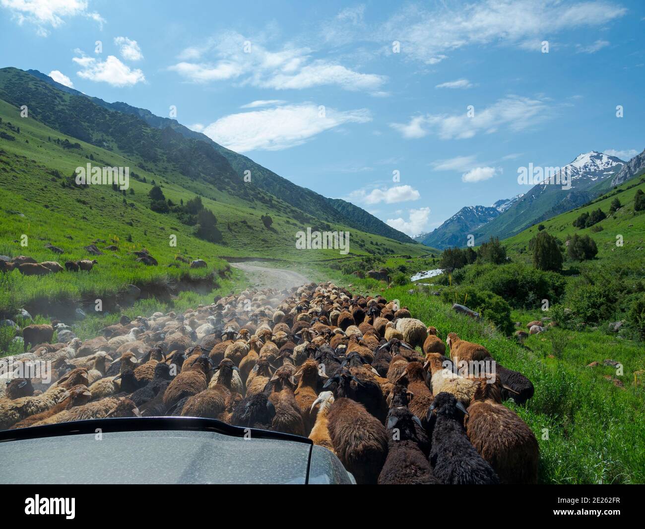 Schafe fahren zu ihrer Hochsommerweide. Nationalpark Besch Tasch in der Talas Alatoo Bergkette, Tien Shan oder Heavenly Mountains. Asien Stockfoto