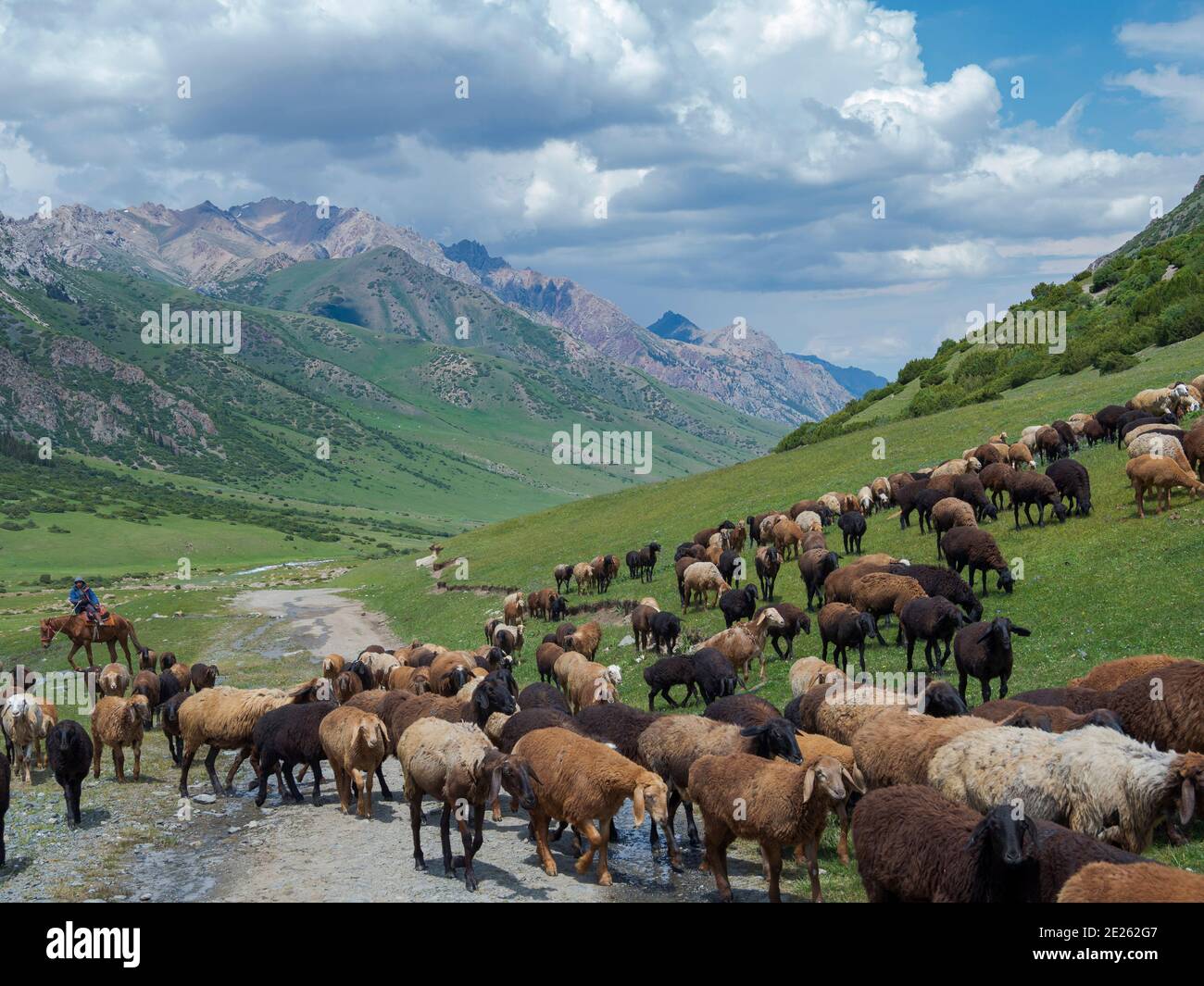 Schafe fahren zu ihrer Hochsommerweide. Nationalpark Besch Tasch in der Talas Alatoo Bergkette, Tien Shan oder Heavenly Mountains. Asien Stockfoto