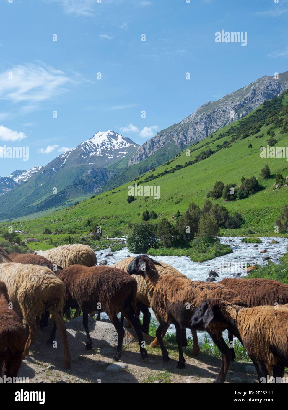 Schafe fahren zu ihrer Hochsommerweide. Nationalpark Besch Tasch in der Talas Alatoo Bergkette, Tien Shan oder Heavenly Mountains. Asien Stockfoto