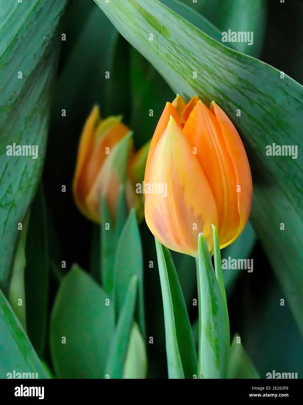 Orange Tulpen und grüne Blätter zu Ostern Stockfoto
