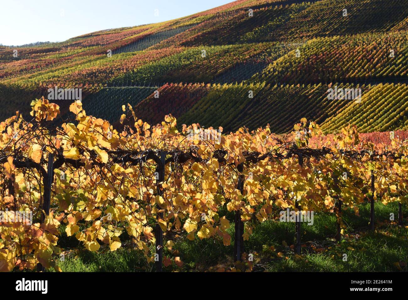 Weinberge im Ahrtal mit brennenden Farben 'brennende Hügel' Stockfoto