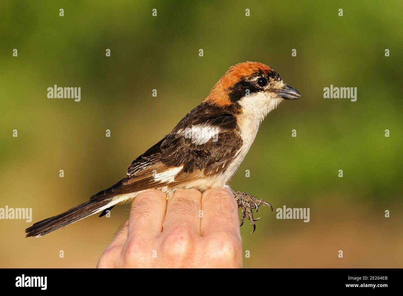 Waldkehlchen-Würger (Lanius Senator), gehalten von Ornithologen und Vogelringer für wissenschaftliche Vogelklingeln, Lleida, Spanien Stockfoto