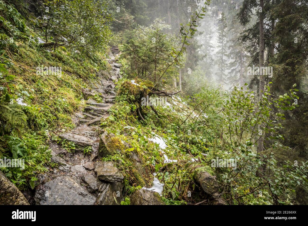 Felsenweg / Pfad steigt durch Nadelwald auf steilen Berghang im Nebel im Herbst, Nationalpark hohe Tauern, Kärnten, Österreich Stockfoto