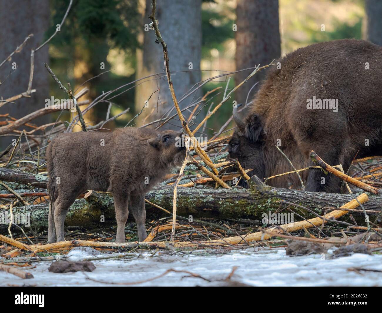 Wisent oder europäischer Bison (Bison bonasus, Bos bonasus) im Winter. NP Bayerischer Wald, Gehege. Europa, Deutschland, Bayern Stockfoto