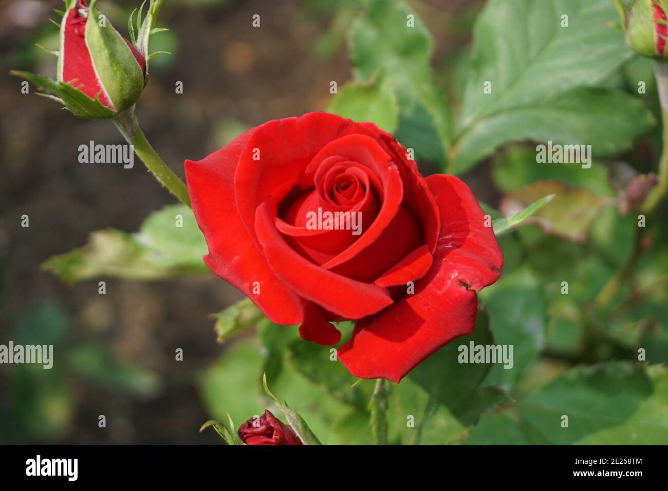 Blumen in North Vancouver, BC, Kanada Stockfoto