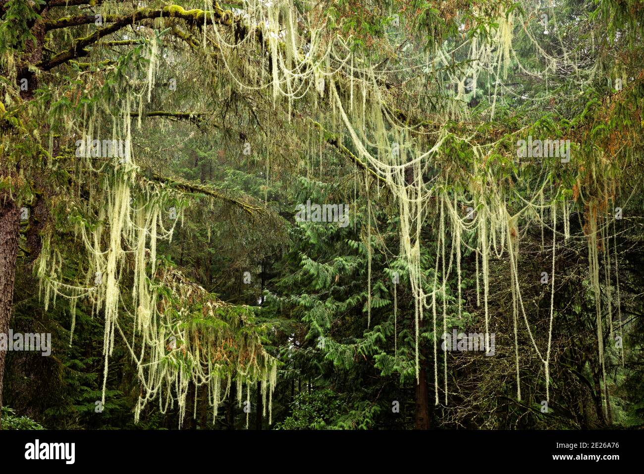 OR02582-00...OREGON - Old man's Beard Moos hing Bäume in der Clatsop Gegend von Lewis and Clark National and State Historical Park. Stockfoto