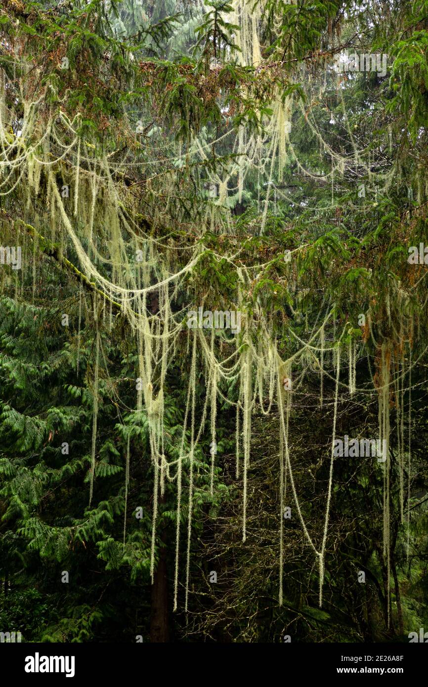 WA19107-00...WASHINGTON - Old man's Beard wächst in langen Fäden im Fort Clatsop Abschnitt des Lewis and Clark National Historical Park. Stockfoto