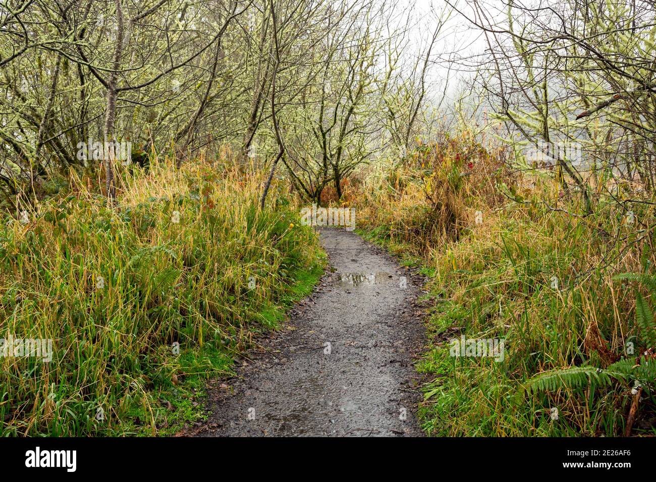 OR02588-00...OREGON - EIN regnerischer Tag auf dem Netul River Trail am Ufer des Lewis und Clark River. Stockfoto