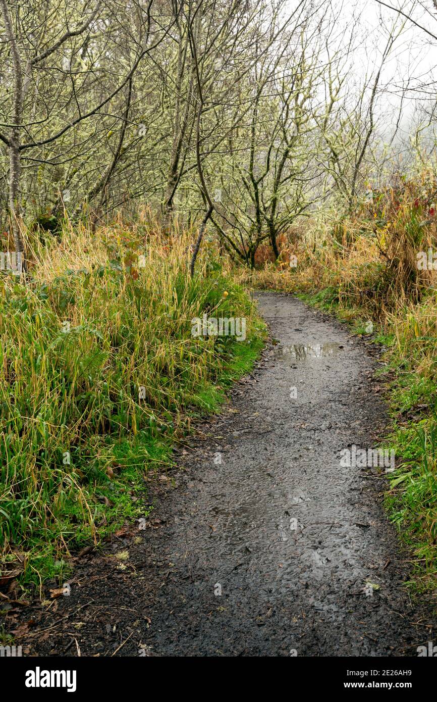 OR02589-00...OREGON - EIN regnerischer Tag auf dem Netul River Trail am Ufer des Lewis und Clark River. Stockfoto