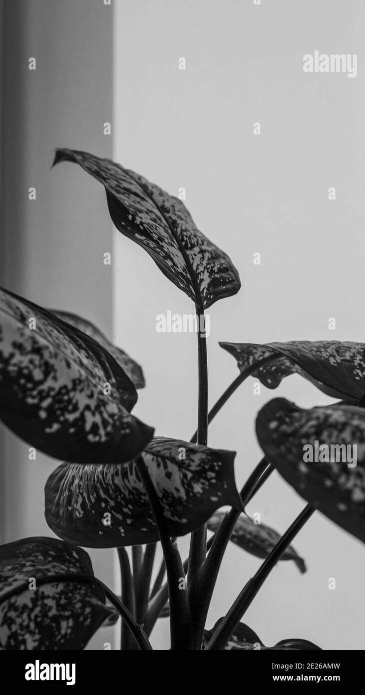 Ikebana auf dem Hintergrund eines Fensters in der Wohnung Interieur, Heimpflanze mit Palmgrün. Stockfoto