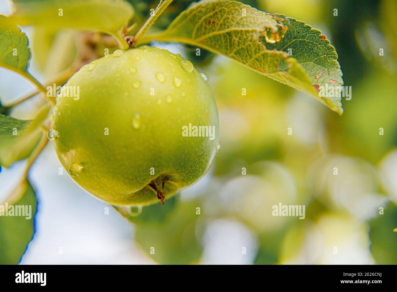 Perfekter grüner Apfel wächst auf Baum in Bio-Apfelgarten. Herbstblick auf Garten im Landhausstil. Gesundes Essen vegan vegetarisch Baby Diät con Stockfoto