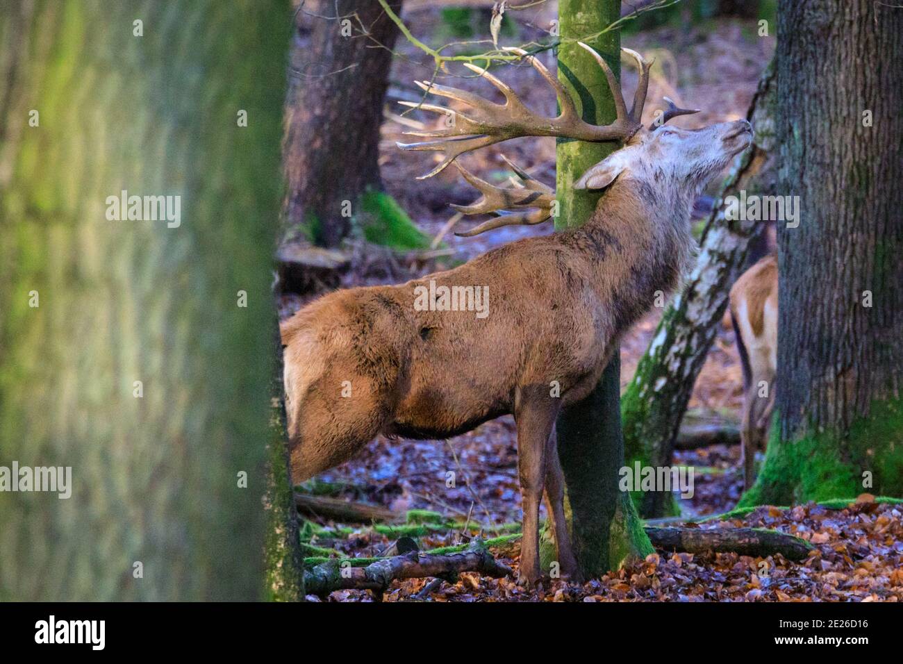 Duelmen, NRW, Deutschland. Januar 2021. Der dominante Rothirsch (Cervus elaphus) reibt sein Geweih und den Hinterkopf auf einen Baum, um einen Juckreiz zu lindern. In ein paar Wochen, abhängig von Wetter und Testosteronspiegel, werden Männer ihr Geweih verlieren und wachsen neue. Ein Rothirsch und seine Gruppe von Weibchen und Jungtieren genießen an einem frostigen Wintertag im Wald des Naturparks Duelmen im Münsterland die unerwartete Nachmittagssonne. Kredit: Imageplotter/Alamy Live Nachrichten Stockfoto