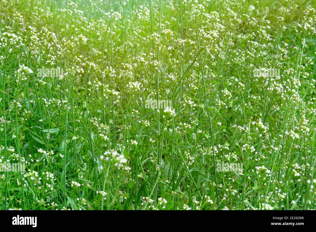 Capsella Blumen auf grüner Natur verschwommen Hintergrund auf Wiese in sonnigen Tag. Helle Wildblumen für Kräutermedizin. Heilkraut. Stockfoto