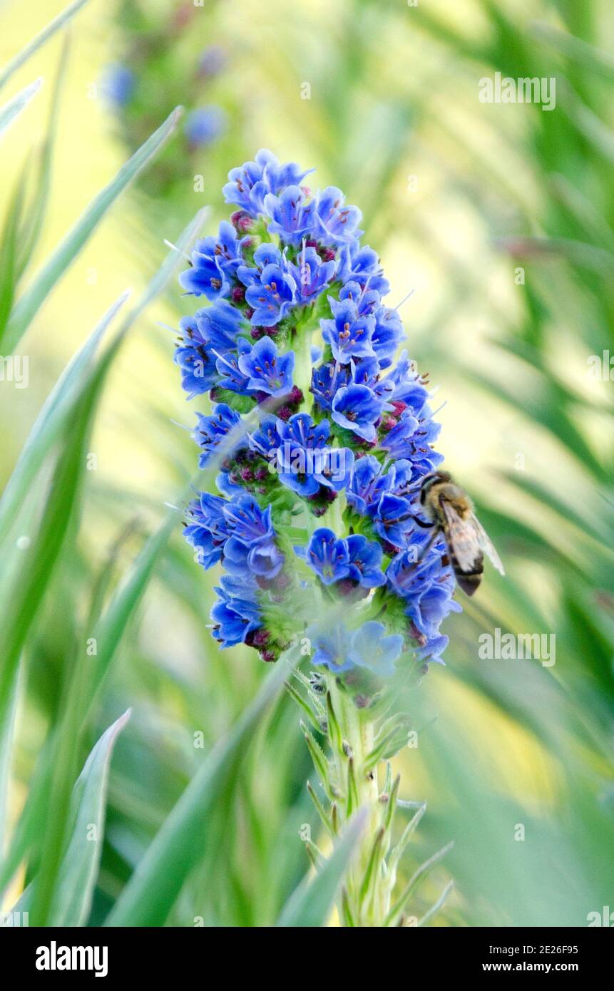 Stolz auf Madiera und eine Biene Stockfoto
