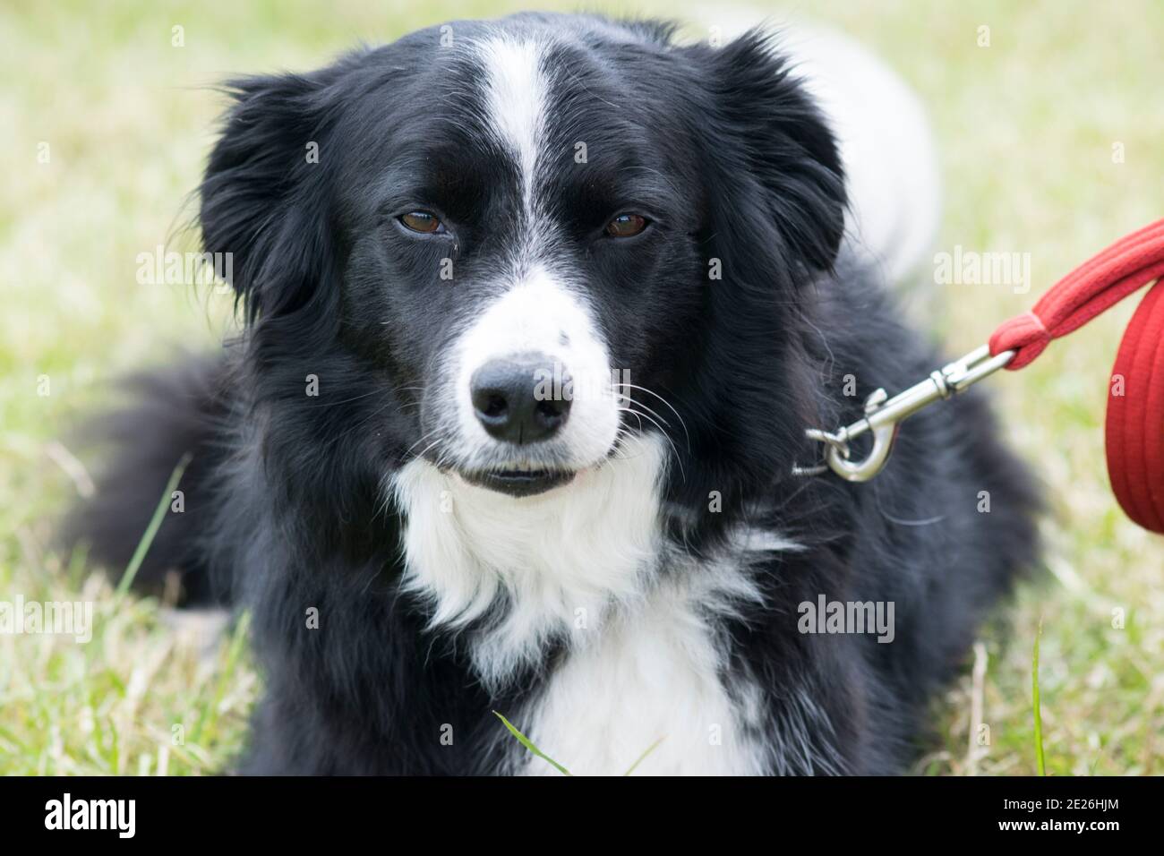 Collie Hunde auf einer Landwirtschaftsmesse Stockfoto
