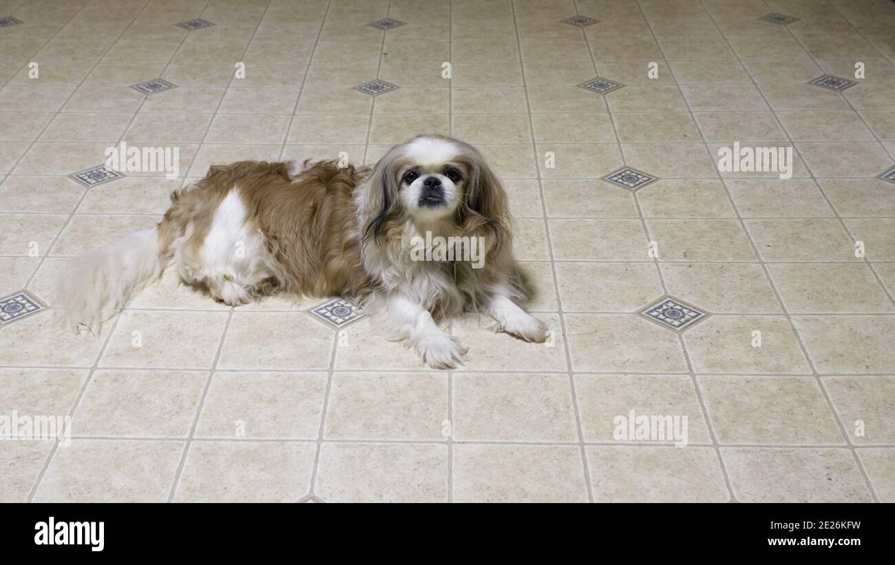 Ein Pekingese Hund schaut direkt auf die Kamera in diesem Liebhaberbild. Stockfoto