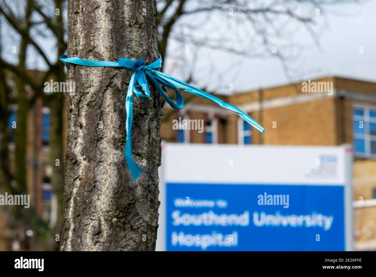 Blaues Band, das an einen Baum gebunden ist, um an das Personal zu erinnern, das während des COVID 19 Coronavirus-Pandemieabsperrens im Southend University Hospital, Essex, Großbritannien, verloren wurde. Stockfoto